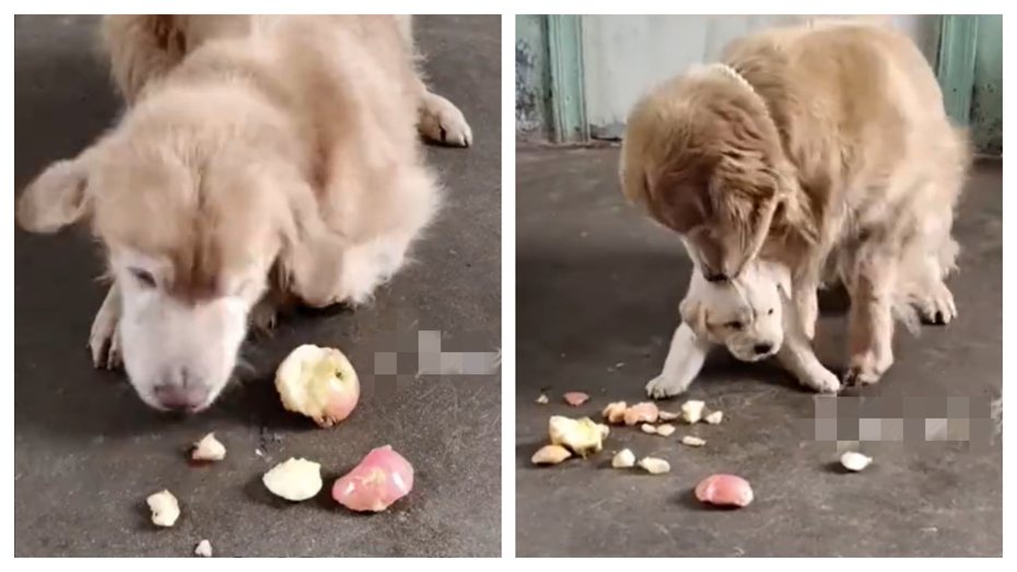一隻黃金獵犬幼犬看到眼前有蘋果很想吃，但因為牠年紀太小咬合力不夠，一直沒辦法成功吃掉蘋果，旁邊本來躺著休息的狗阿嬤看到這一幕立刻叼起蘋果咬碎，接著把碎蘋果嚼成泥餵給小奶狗吃。 （圖／取自影片）