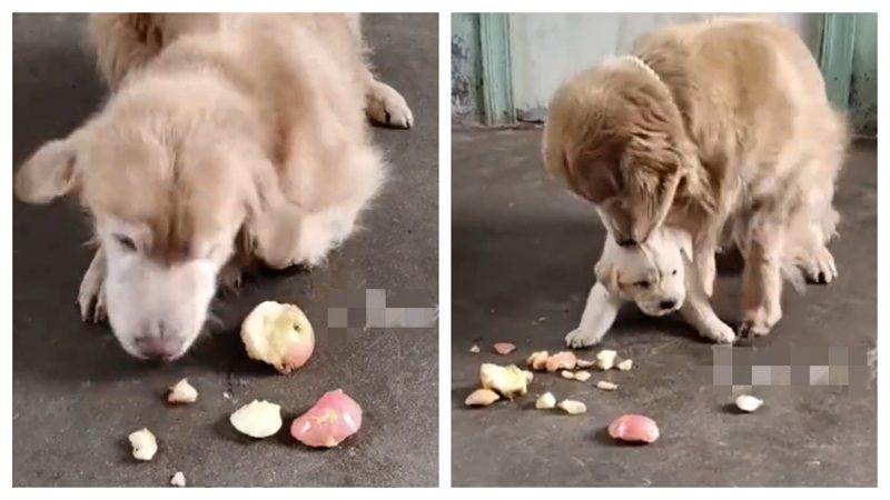 一隻黃金獵犬幼犬看到眼前有蘋果很想吃，但因為牠年紀太小咬合力不夠，一直沒辦法成功吃掉蘋果，旁邊本來躺著休息的狗阿嬤看到這一幕立刻叼起蘋果咬碎，接著把碎蘋果嚼成泥餵給小奶狗吃。 （圖／取自影片）