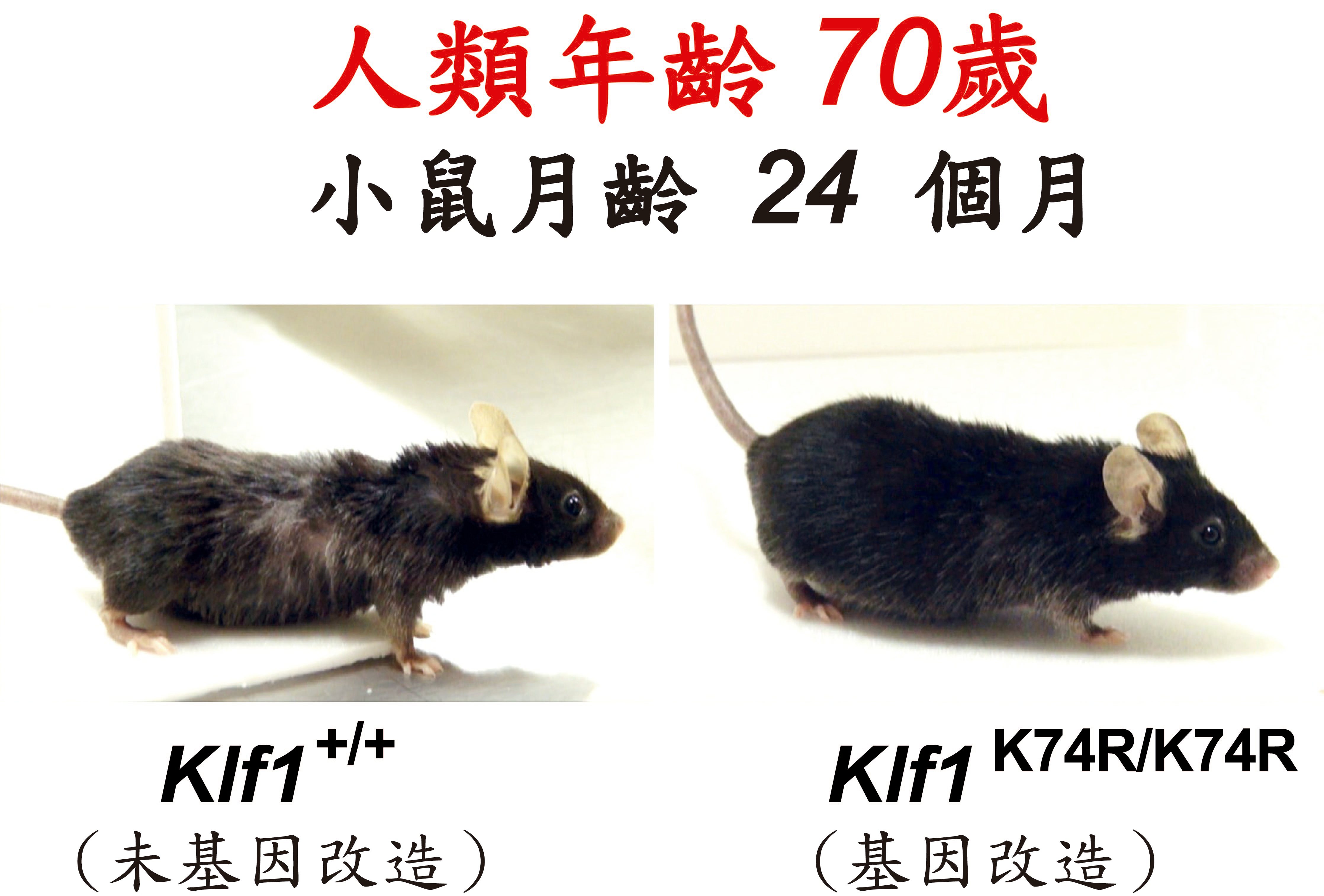 基隆長庚研究團隊找到基因改造突破老鼠壽命限制。圖／基隆長庚醫院提供