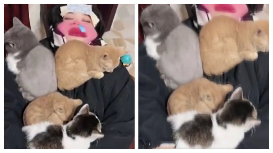 一名女子發高燒躺在床上，她飼養的愛貓竟然把她當人體暖爐，四隻貓咪全部窩在她的身上取暖不肯走，讓不少網友笑翻直呼「甜蜜的負擔」。 (圖/取自影片)