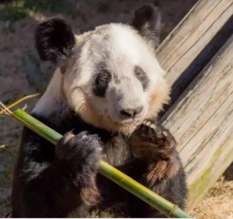 網友指美國田納西州孟菲斯動物園的大熊貓丫丫精神狀態不佳。（百度）