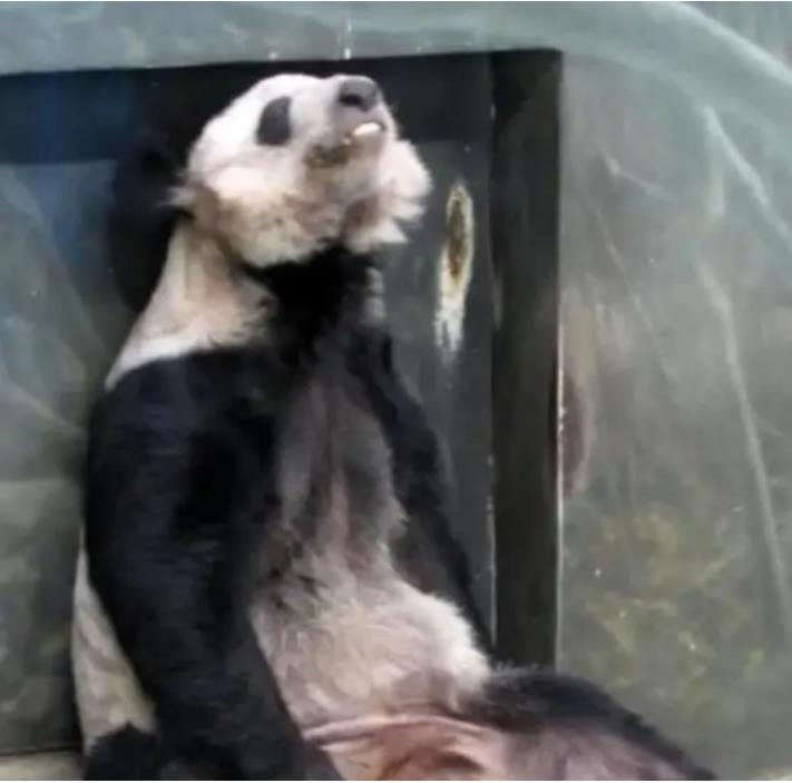 位于美国田纳西州孟菲斯动物园的大熊猫丫丫十分消瘦。（百度）(photo:UDN)