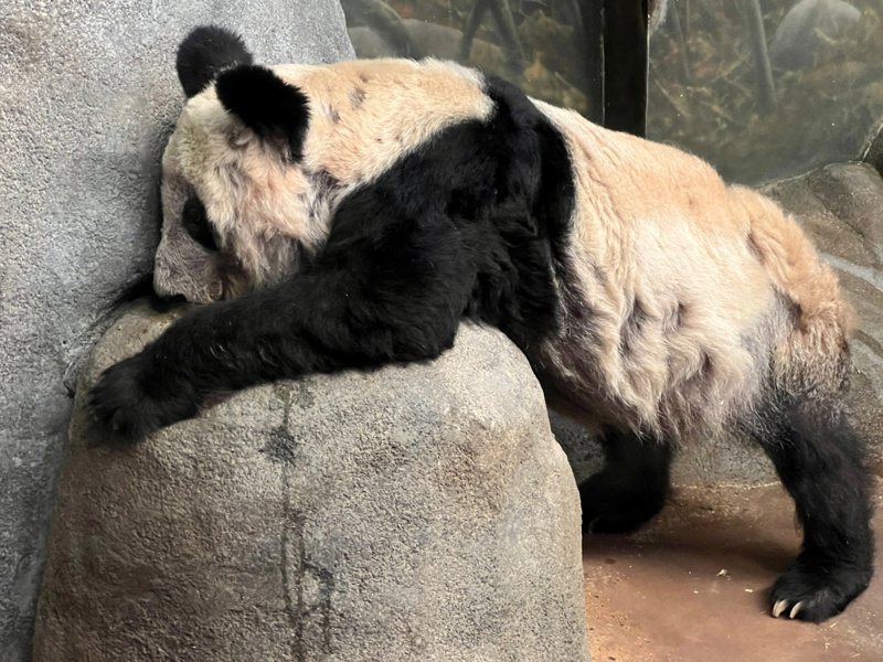 网友指美国田纳西州孟菲斯动物园的大熊猫丫丫十分消瘦，疑生活环境不佳。（百度）(photo:UDN)