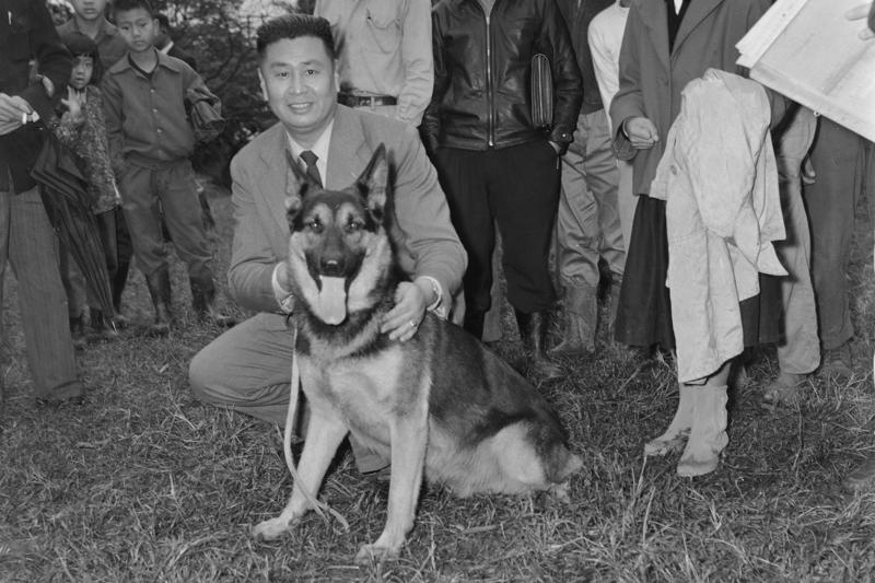 1956年12月23日，由畜犬協會所舉辦的畜犬觀賞會上午於圓山動物園舉行，圖為德國狼犬。圖／聯合報系資料照片