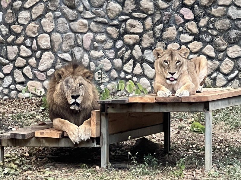 遊客抱怨，壽山動物園的動物欄舍沒有同步整修，動物也是又老又殘，高齡20歲的非洲獅「二哥」（圖左）就是網友口中那隻又老又殘的瞎眼公獅。圖／高雄市府觀光局提供