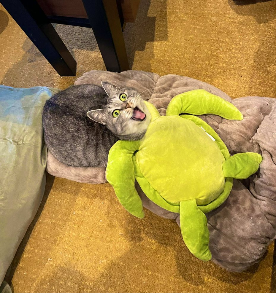 一隻貓咪竟然長出了烏龜身體，「貓頭龜身」的模樣讓不少網友笑翻，直呼「哪來的奇行種」。
 (圖/取自推特)