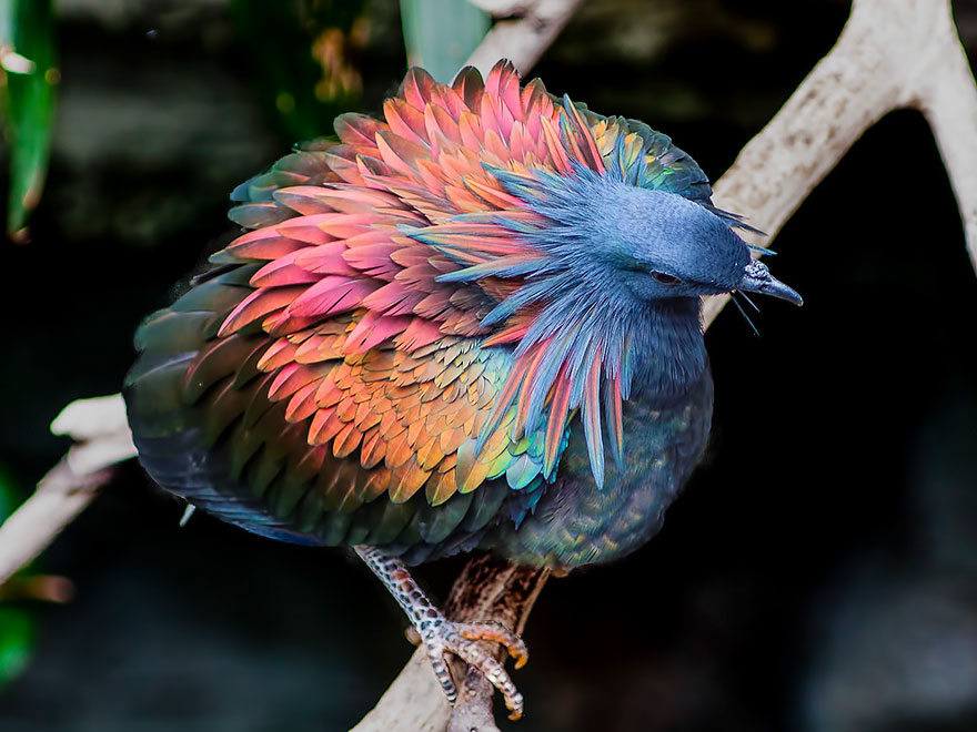 一隻漂亮的綠蓑鳩，身上擁有七彩閃亮羽毛相當奪目，但令人驚豔的還不只牠們華麗的外觀，還有牠們的基因竟然可以使已滅絕的珍貴鳥類「渡渡鳥」有望復活。 (圖/取自推特)