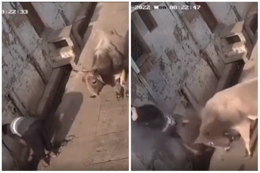 一隻水牛走在路上經過一名婦女，狠狠朝該女猛頂，害她摔了個大跟斗。圖取自reddit