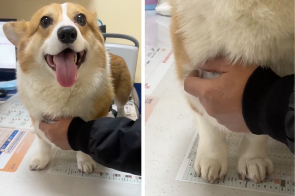 一隻科基犬看醫生時，臉上跟腳下的反應可以說是反差非常大。圖/翻攝自微博