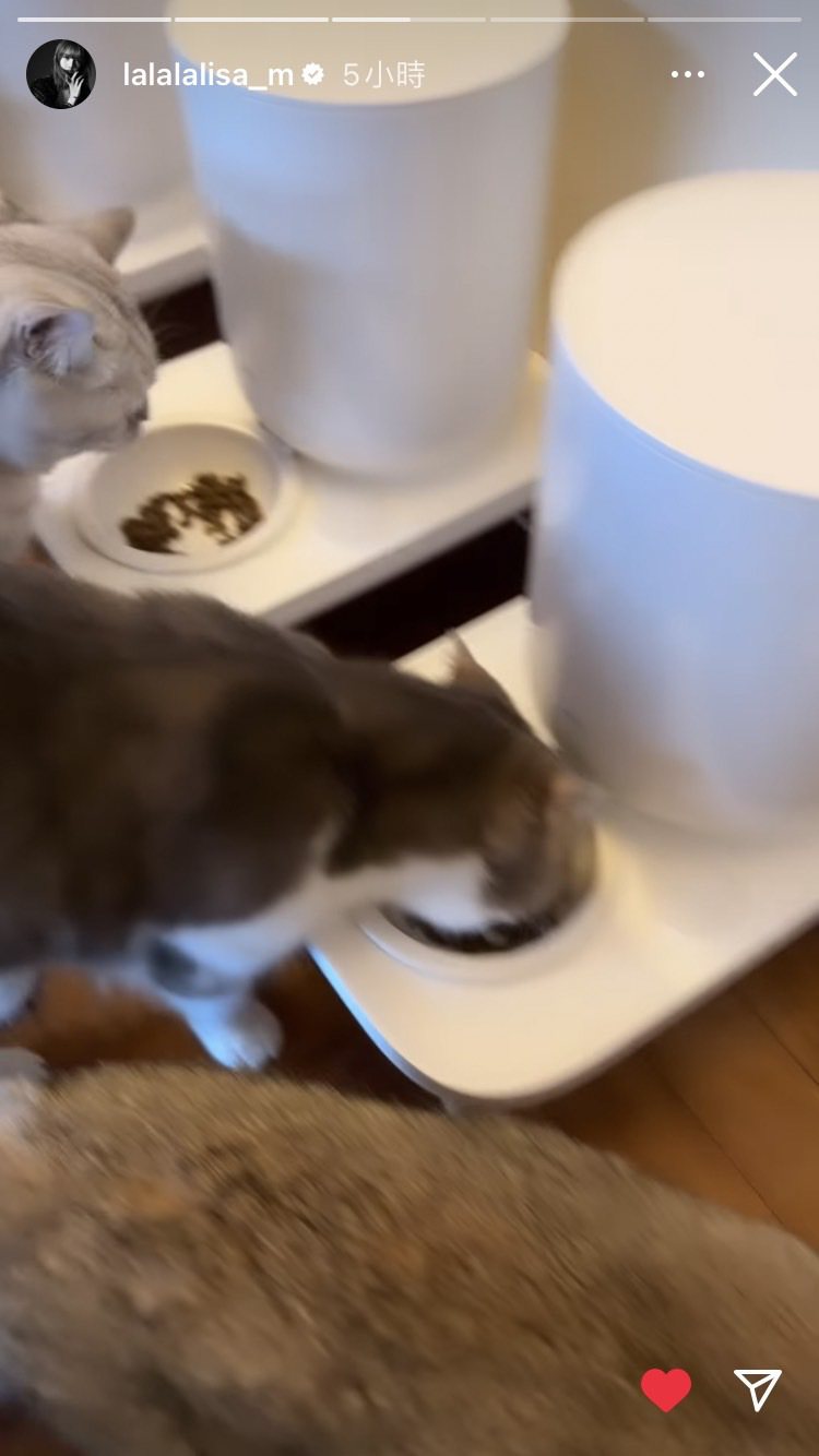 Lisa分享LFAMILY共5隻愛貓一起開飯的溫馨動態。圖／摘自藝人IG