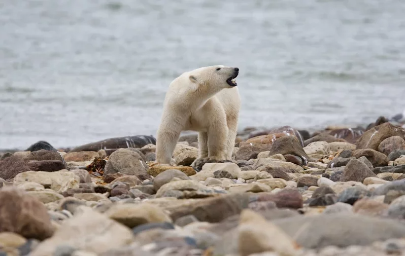 北極熊數量減少的狀況正在加速。 圖／美聯社