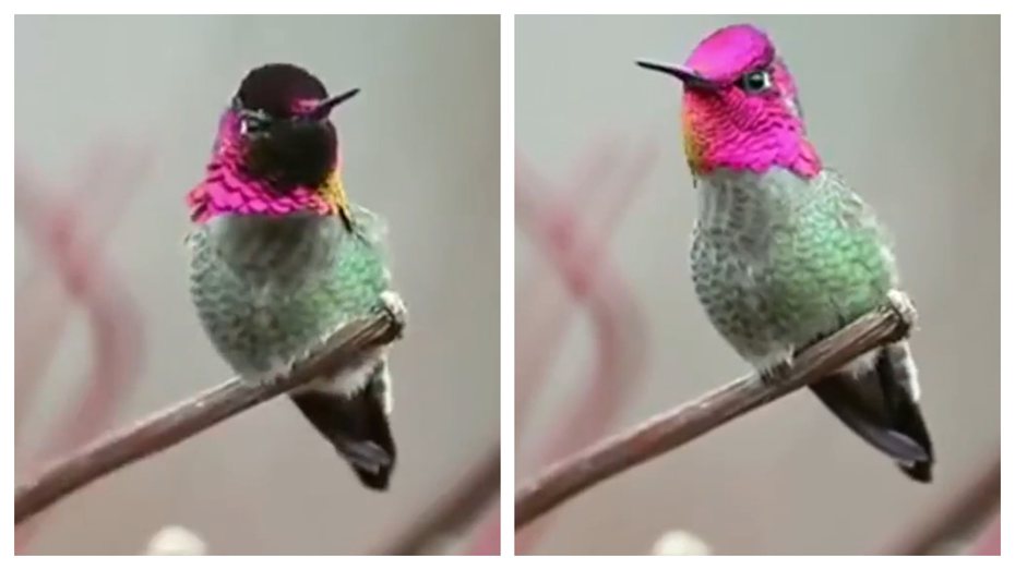 有網友目擊到傳說神鳥「九頭鳥」，從影片可以看到這隻鳥會不斷變換自己脖子以上到臉部的羽毛顏色，像極了川劇變臉。
 (圖/取自影片)