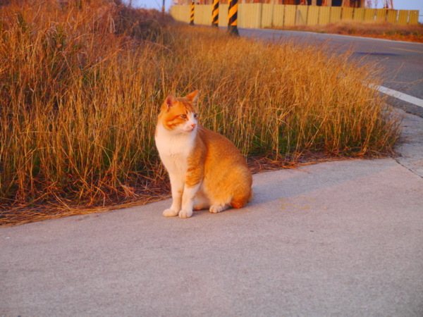 路邊橘貓