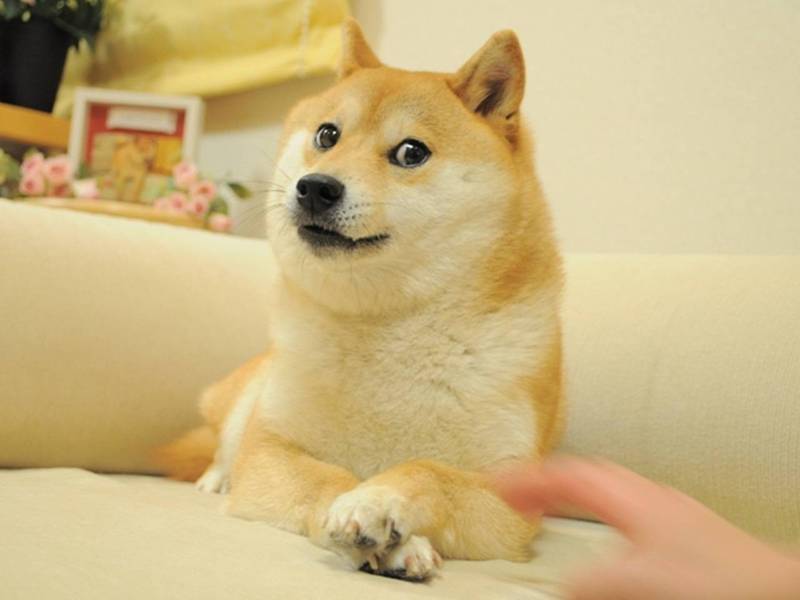 世界知名的「DOGE」哏圖柴犬本尊上個月才過17歲生日，如今卻傳出病危消息，不少網友接獲噩耗相當難過，紛紛集氣希望Kabosu能夠度過難關。
 （圖／取自推特）