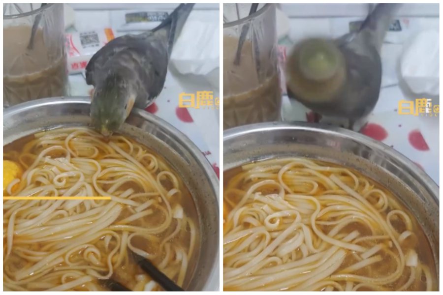 鸚鵡很喜歡在主人吃飯時去湊熱鬧，把嘴伸進熱湯裡又被燙到哇哇叫。圖取自微博