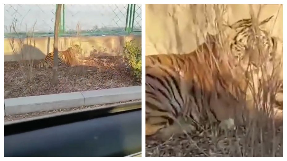一名網友在路上看到一隻大老虎趴在路邊曬太陽，老虎見到人類經過完全沒有想要攻擊的意思，就那樣乖順的趴在那邊任人拍攝，後來才知道原來是一隻從籠子裡逃出來的小老虎。 (圖/取自影片)