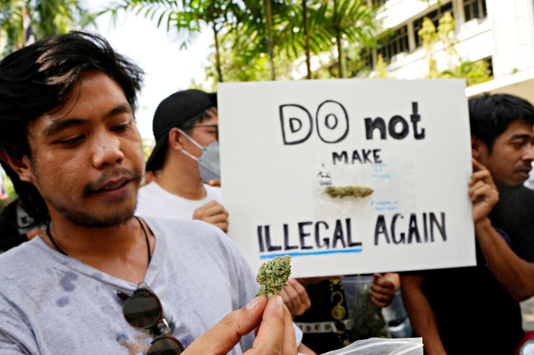 泰國公衛部修法後，泰國政府及民間企業開始大力推動大麻產業。 圖／美聯社　