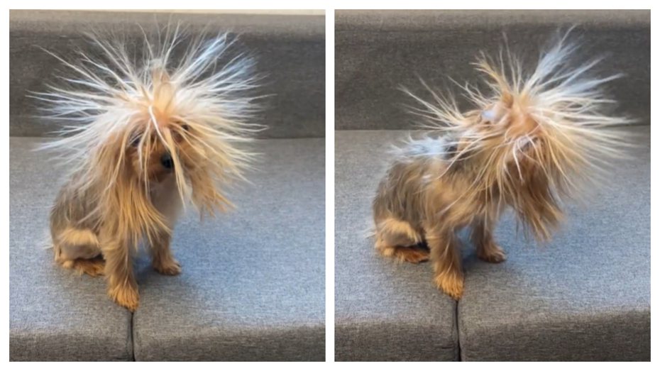 一隻狗狗竟然出現了「極度凌亂的爆炸頭髮型」，頭上的狗毛沒有一根是平順的，就像是上髮膠一樣直挺挺的站起來，讓網友不禁笑翻直呼「新品種蒲公英狗」。 (圖/取自影片)