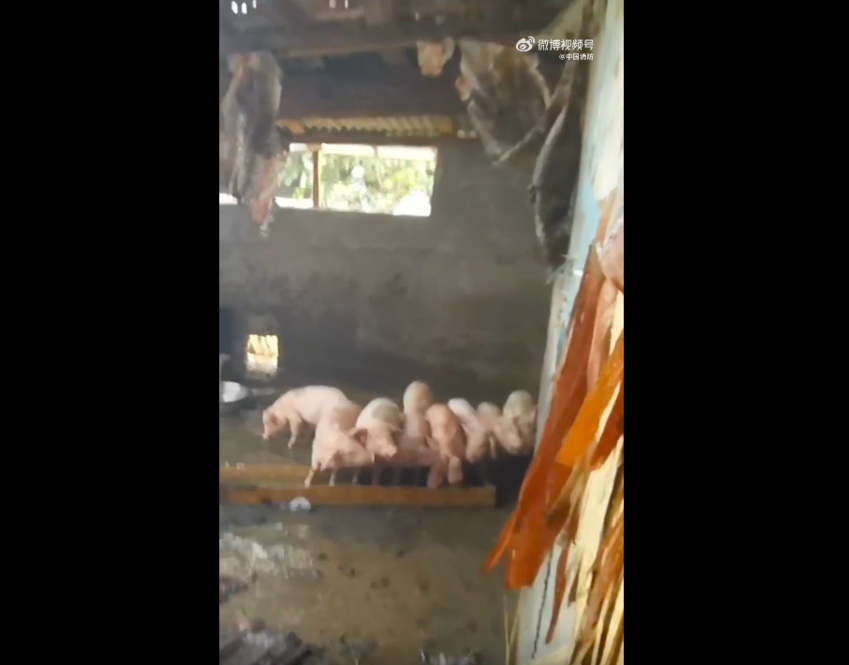 中國湖南豬隻在火災剛撲滅的現場大口吃飯的模樣，讓消防員看傻了眼。圖／翻攝自微博