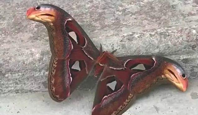 一名網友在打掃院子的時候看到牆角出現一隻雙頭蛇，他驚訝的以為是變異的蛇類，差點要一掃把打下去，結果剛好鄰居出現制止他不要打，因為這擁有雙頭蛇的生物其實是珍貴的「蛇頭蝶」。 (圖/取自搜狐新聞)