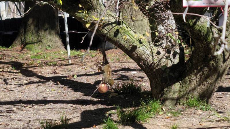 福壽山農場內的「蘋果王」嫁接43種不同品種蘋果，今早遊客驚喜發現條紋松鼠來果樹上享用大餐，大家拿起手機捕捉「現行犯」過程，模樣十分可愛。圖／福壽山農場提供