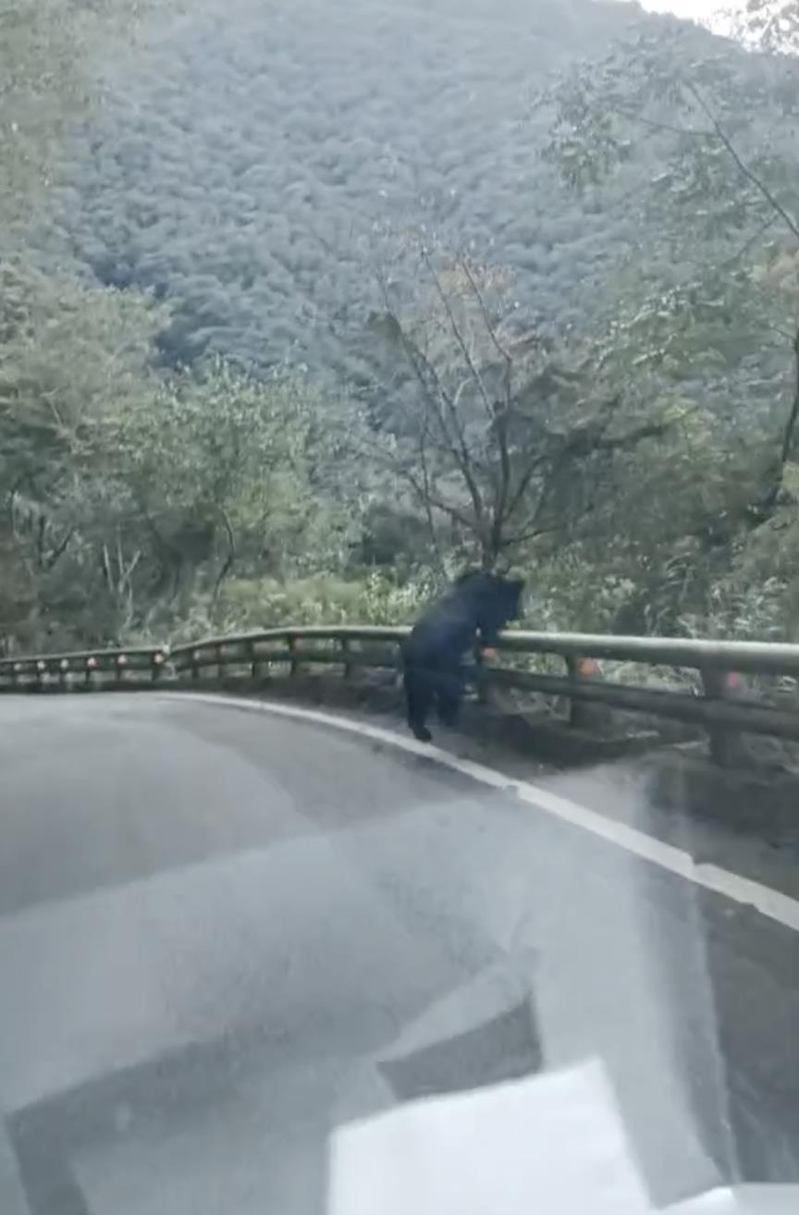 有民眾昨天下午開車行經南橫，驚見台灣黑熊公路奔馳，但沒幾秒，黑熊疑似受到車輛驚擾，隨即跳進路旁樹叢，消失蹤影。圖／取自南橫山林同好line社群