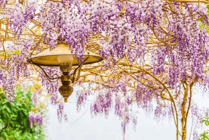 賞浪漫紫藤花也是嘉義、瑞里重要旅遊主題。 圖／喜鴻假期提供
