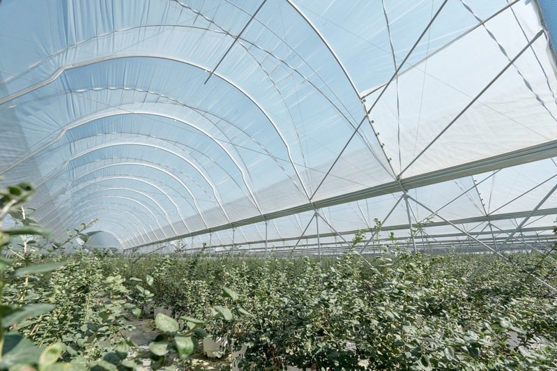 藍莓農場使用田間新穎科技，大棚自動調節運作。(圖/自己種農場攝影 提供)