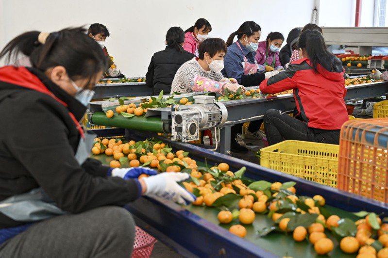 粵港澳大灣區農產品交易中心正式開業，工作人員在生產線上挑選橘子。（中新社）