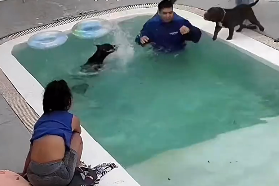 一隻惡霸犬到寵物泳池玩耍時意外掉進水裡，結果一旁的杜賓狗疑似是看到惡霸犬出糗，立刻跳進水裡大秀泳技，剛被救起的惡霸犬似乎被挑釁到很不爽，但忘記自己不會游泳再度跳進水中。 (圖/取自影片)