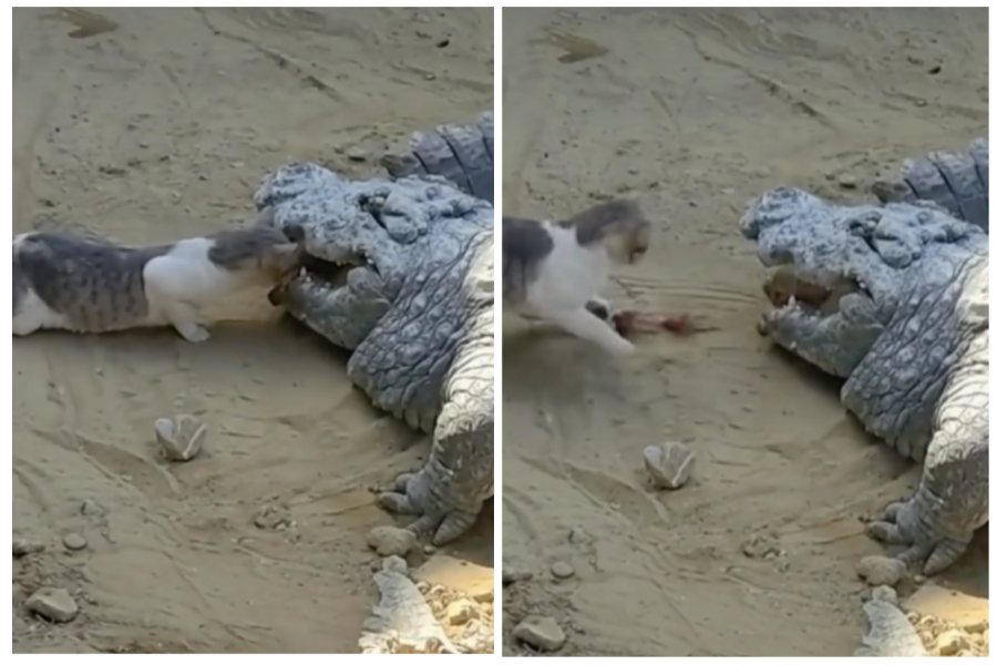 貓咪竟然直接從鱷魚的嘴裡搶奪食物。圖取自微博