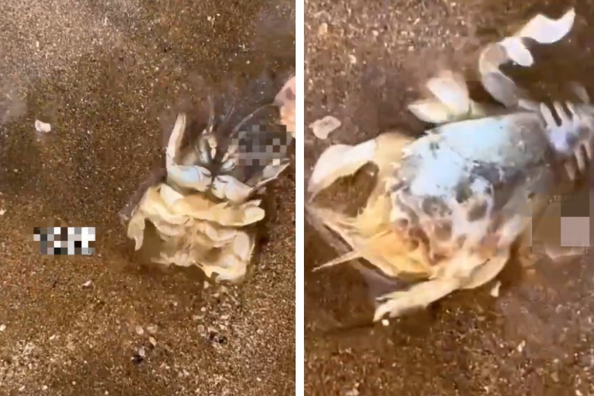 一名女子跟家人到海邊玩，看到沙灘上竟然出現一隻蟹身蝦頭的詭異生物，讓她相當好奇拍下影片詢問廣大往有這是什麼品種，結果答案令她相當意外。 （圖／取自影片）