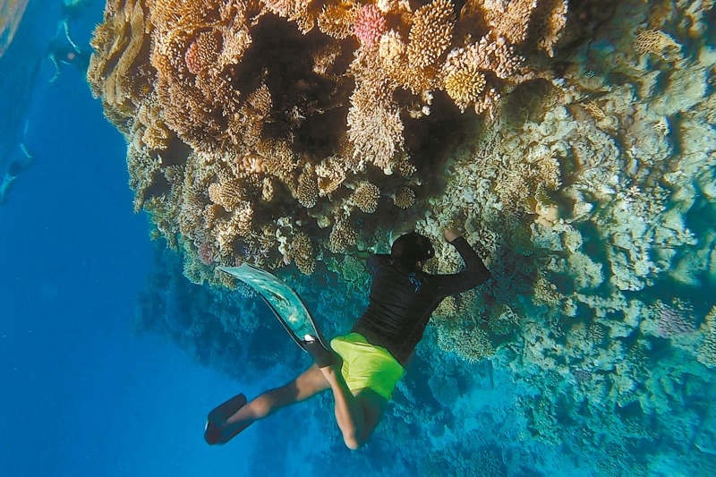紅海珊瑚被認為較為耐熱，因此有這裡有「全球珊瑚最後棲所」的美譽，不過或許是在氣候變遷、海洋暖化的影響下，記者潛入海底拍攝卻發現有部分珊瑚呈現白化狀況。記者蔡青縈／攝影