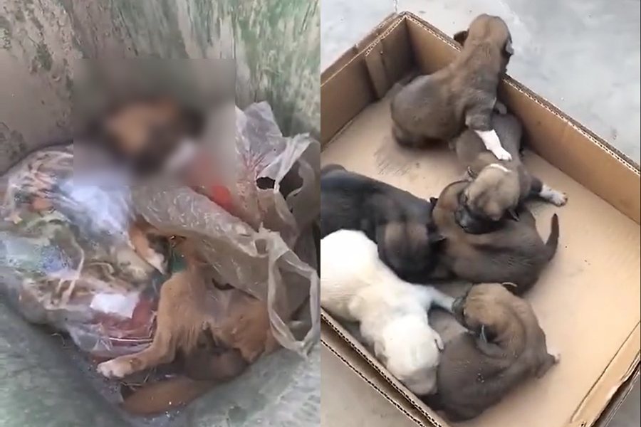 有網友發現斷氣的母狗及6隻幼犬被遺棄在垃圾桶。圖擷自微博