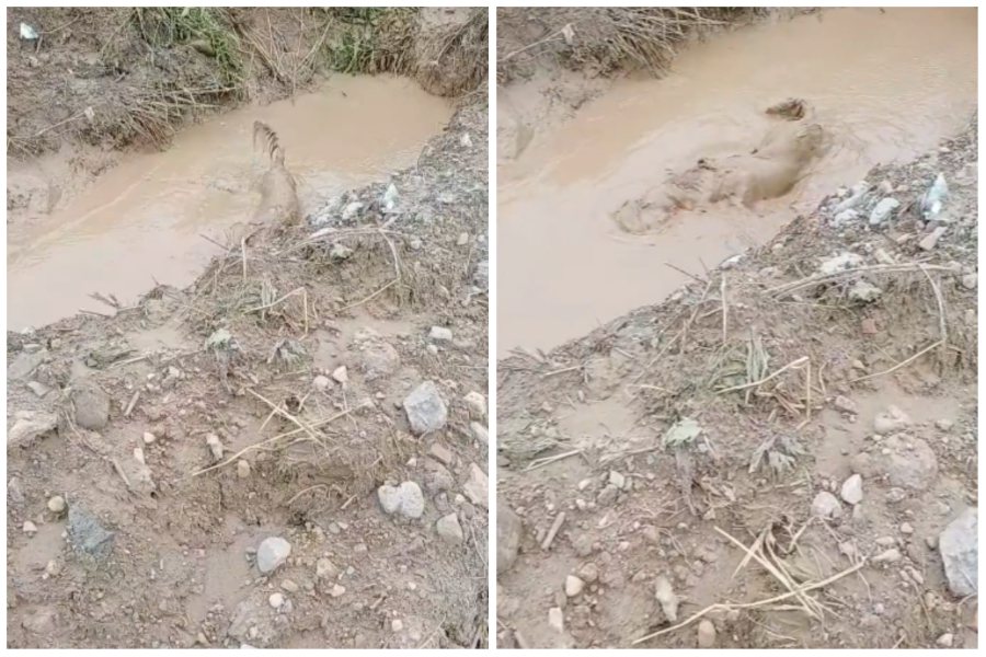 黃金獵犬跑到泥水坑裡翻滾玩耍。圖取自微博