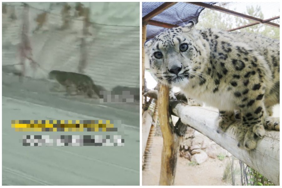新疆日前傳出有一隻野生雪豹入侵滑雪場。左圖取自微博、右圖中新社