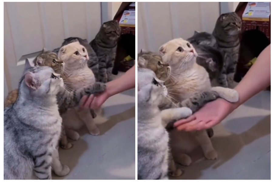 救助站三隻貓貓陸續伸出手手求收編。圖取自微博