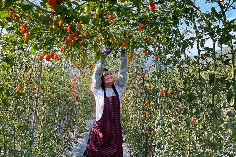 林慧欣父親務農維生，目前正值高雄美濃澄蜜香番茄產季，林慧欣幫忙照顧家中番茄園，也協忙採收、銷售。圖／林慧欣提供