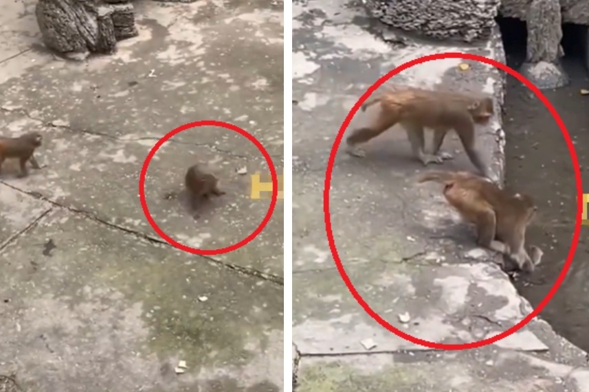 老鼠明目張膽偷吃猴子的食物，兩隻猴子發現後氣炸了，衝上前抓起老鼠當場動用私刑懲罰，在空中甩了幾圈後丟地上，最後竟直接把老鼠丟進水裡試圖將其淹死。 (圖/取自影片)