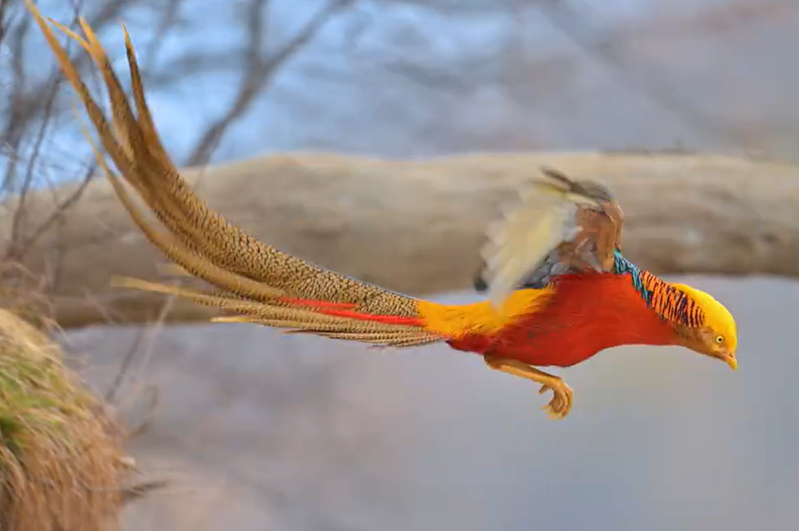 有攝影師拍下活生生的火鳳凰起飛瞬間，只見一隻有著鮮黃色頭部、火紅色身體及色彩斑斕尾羽的鳥類展翅飛翔，看起來就像是神話靈鳥騰空出世。 (圖/取自影片)