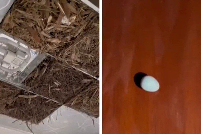 一名女子與家人回到1年沒有回去的透天厝老家，意外發現廁所天花板打開來竟是一大堆草，仔細看才發現整個廁所天花板成了巨型鳥窩，裡面還遺留了一顆鳥蛋下來。 (圖/取自影片)
