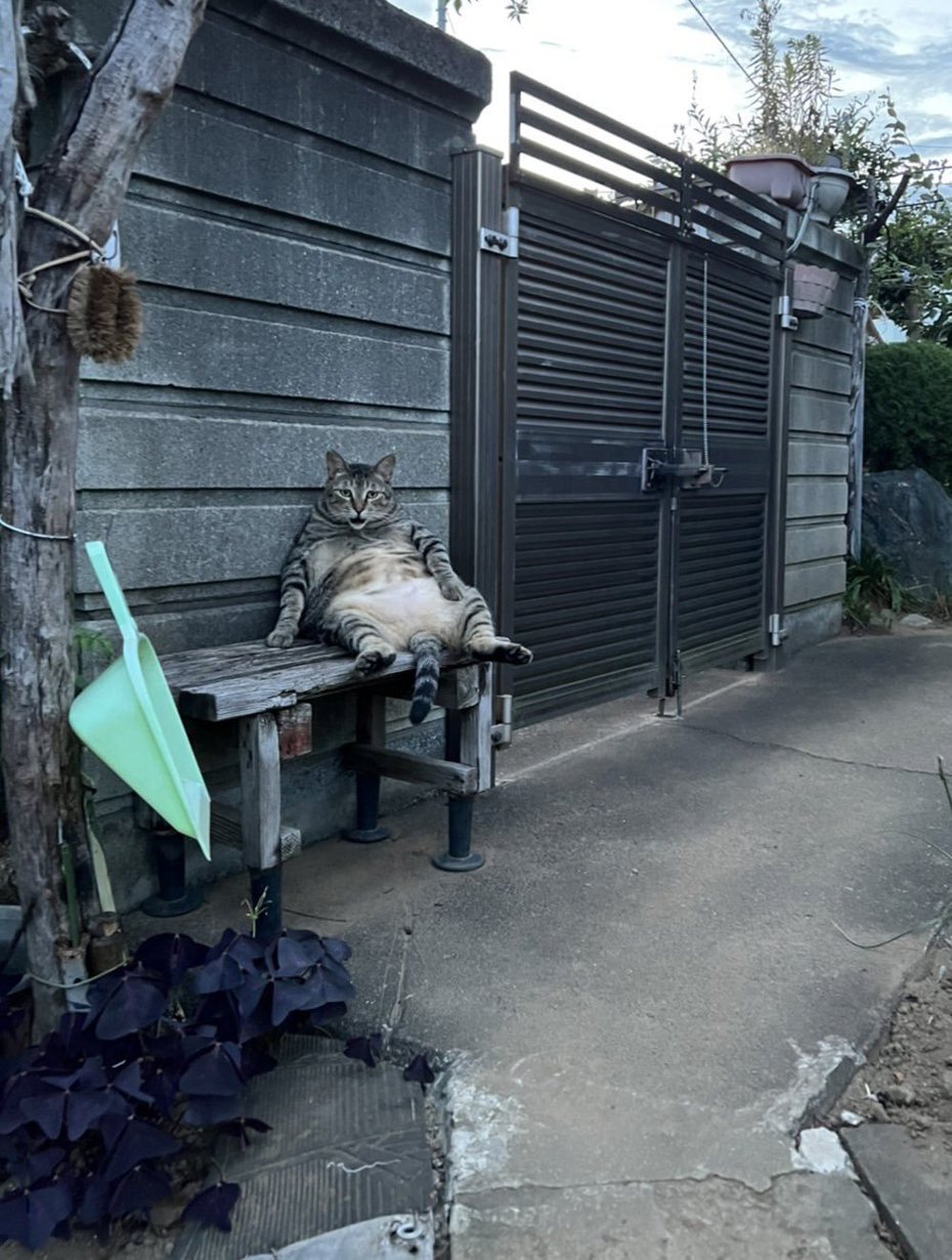 虎斑貓大叔Chibi慵懶靠在門口椅子，存在感相當強烈。圖擷自@kyoukara_infra