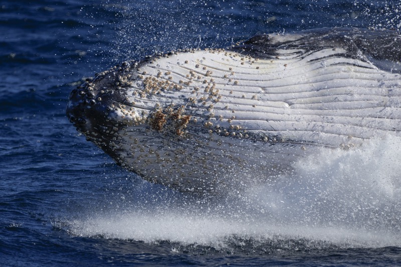 數以千計的座頭鯨每年會以三個月時間長途跋涉5000公里，到澳洲北部溫暖水域繁殖。美聯社