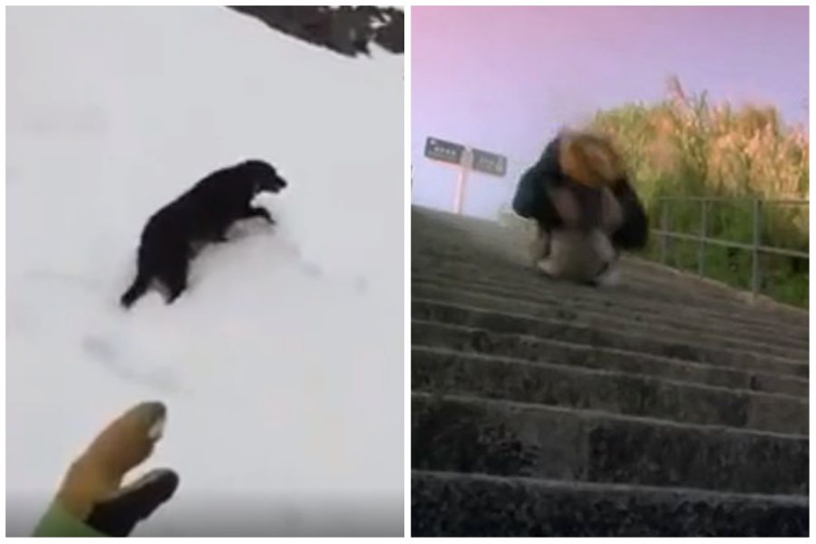 飼主帶他養的黑狗去爬雪山，一個不留神狗狗就像《破壞之王》裡的無敵風火輪一樣高速滾下坡。左圖取自reddit、右圖為電影《破壞之王》劇照