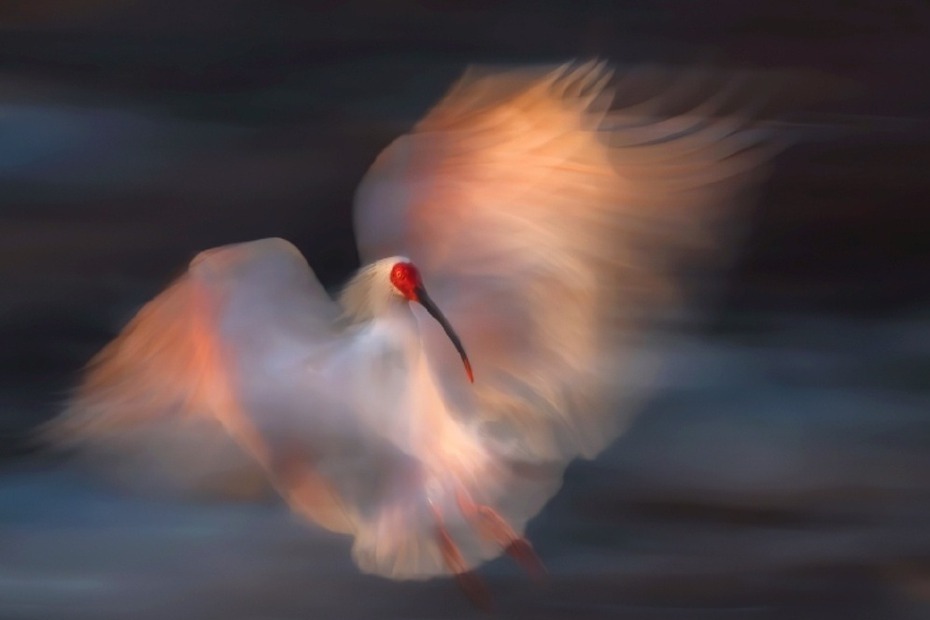 一名攝影師日前在拍攝野鳥時，意外拍下了一張夢幻照片，照片中的白鳥有著紅色的臉龐與黑色的嘴喙，展翅時全身的羽毛就像是霓裳羽衣一般夢幻。 (圖/取自影片)