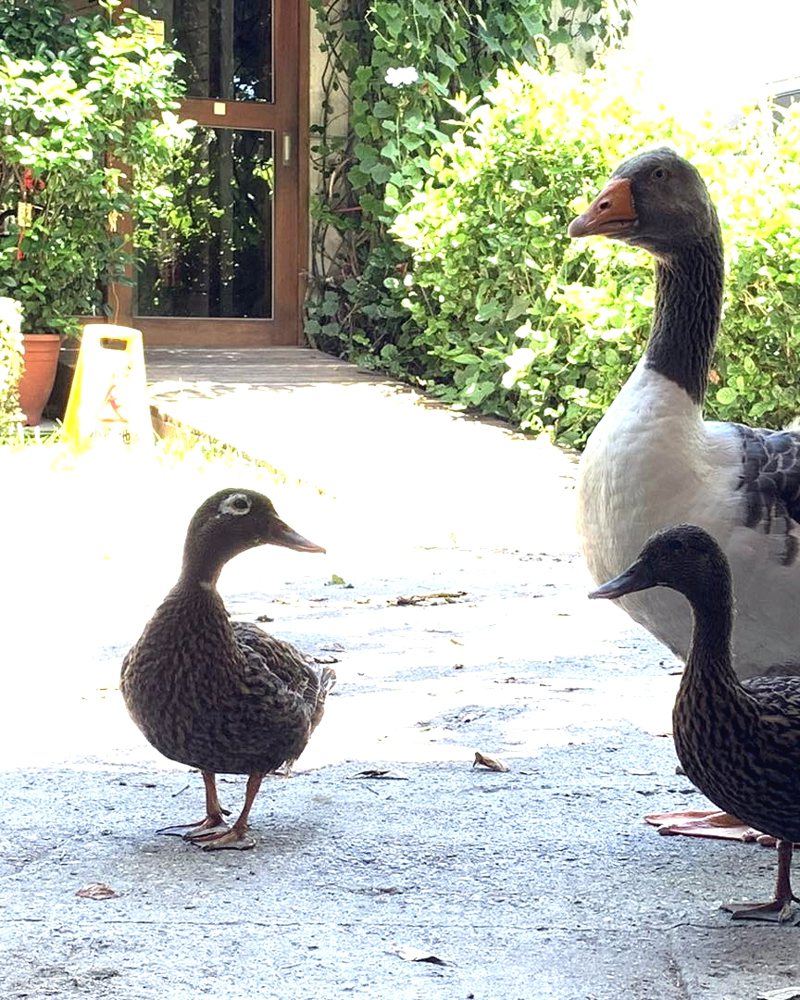 花蓮「喜歡農莊」的「鴨鴨」（左）離家出走到七腳川溪畔，還被誤認是遠從夏威夷飛來的Laysan Duck，成為一場有趣烏龍。圖／喜歡農莊提供