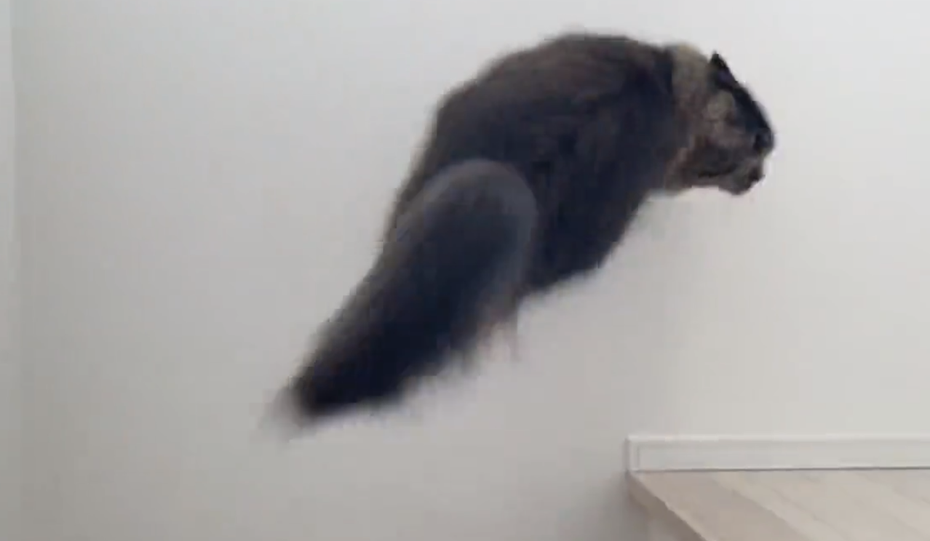 有貓奴看見愛貓利用牆壁反彈彎道超車，敏捷的動作讓他相當驚訝。圖擷自@tirol1012