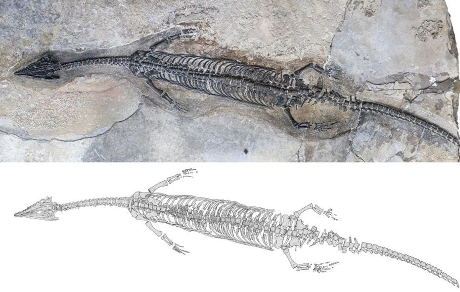 大陸中科院研究團隊在雲南羅平發現新種「奇異羅平龍」，這種腫肋龍生活在距今2.44億年前的三疊紀。（圖／取自「中科院古脊椎所」微信公眾號）