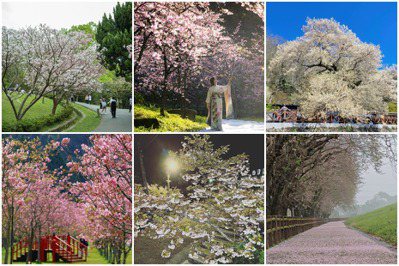 快筆記！全台「6處賞櫻景點」 櫻花品種、花期一次打包，每週都能出遊踩點拍櫻花
