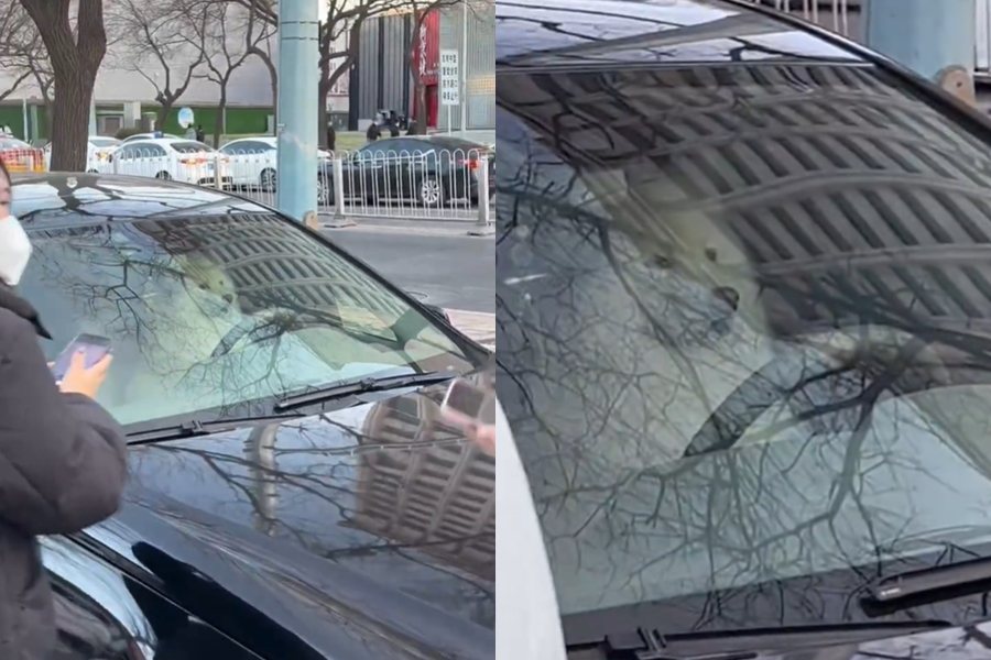 薩摩耶犬獨留在汽車駕駛座，引起路人圍觀拍照。圖擷自微博